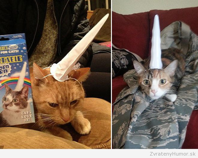 cat-unicorn10