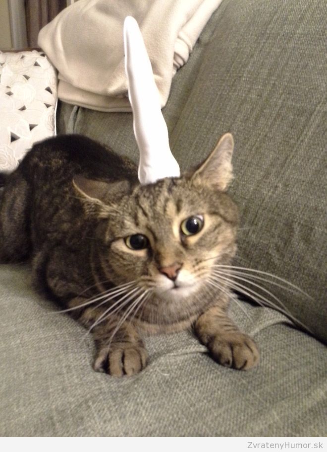 cat-unicorn11