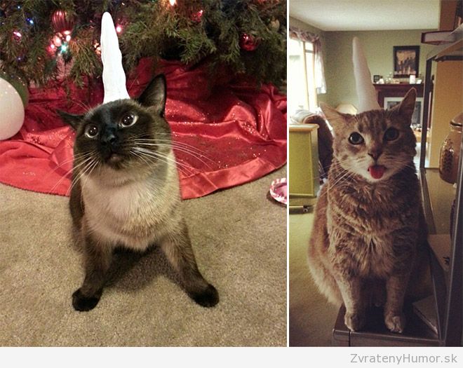 cat-unicorn12
