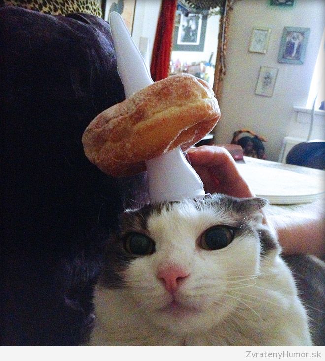 cat-unicorn4