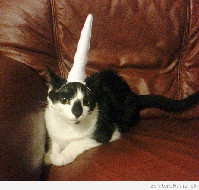 cat-unicorn9