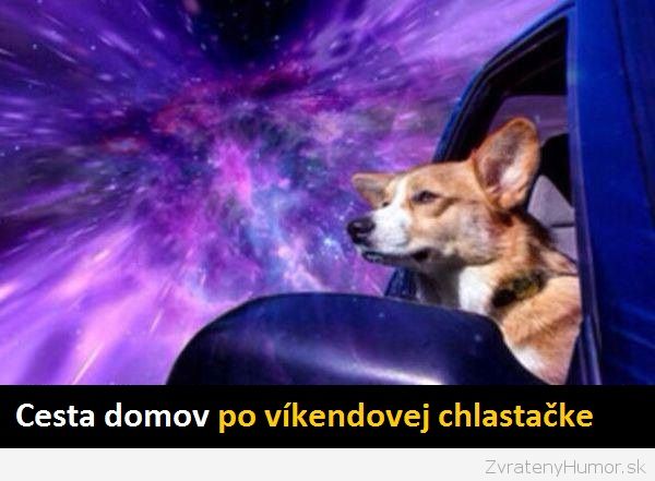 Psík pes v aute