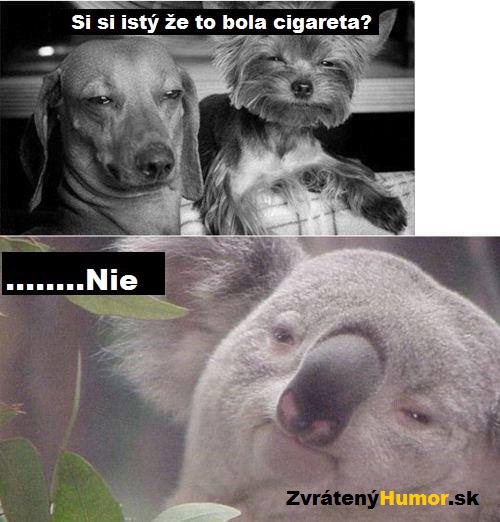 oci nikde