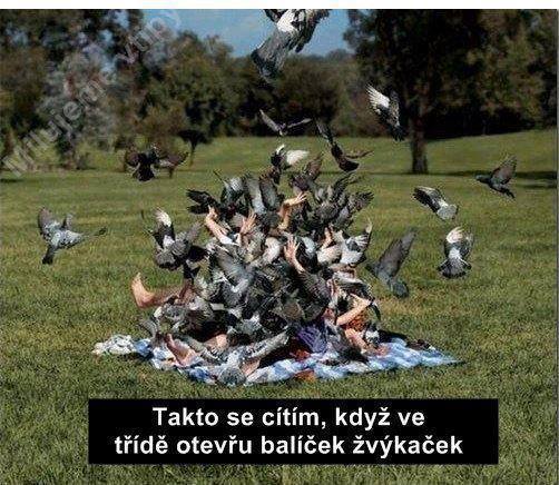 ako holuby