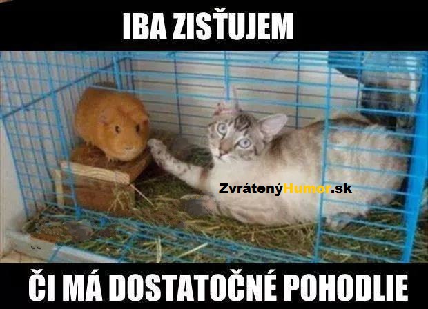 najlepsi kamarati