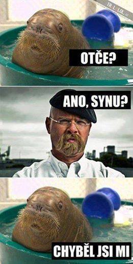 to je podoba