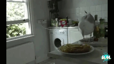cajka