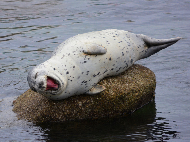 na kameni