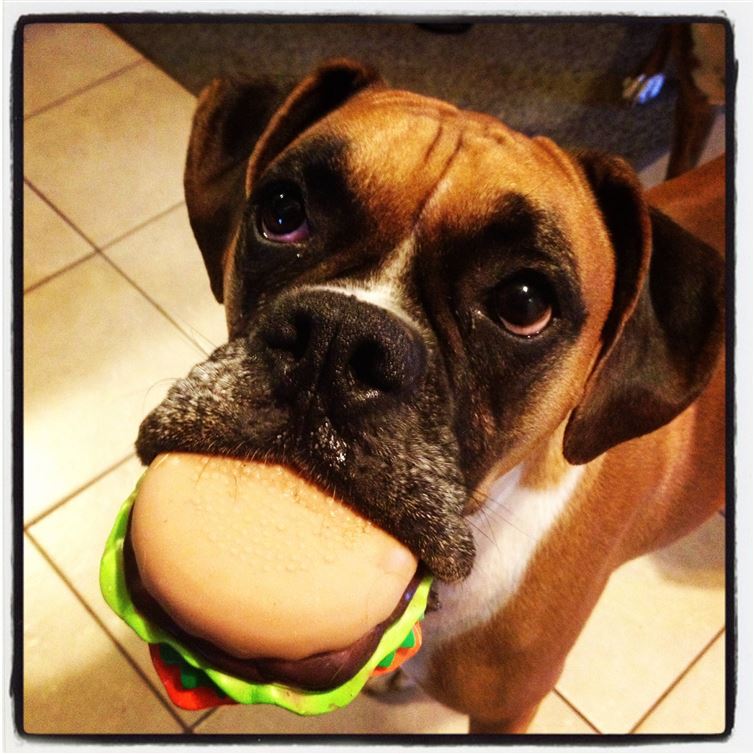 hamburger