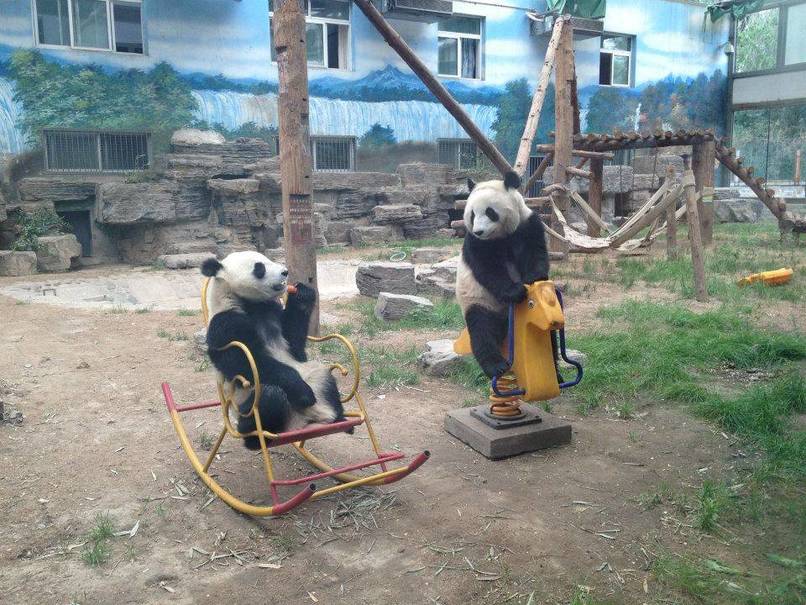 pandy