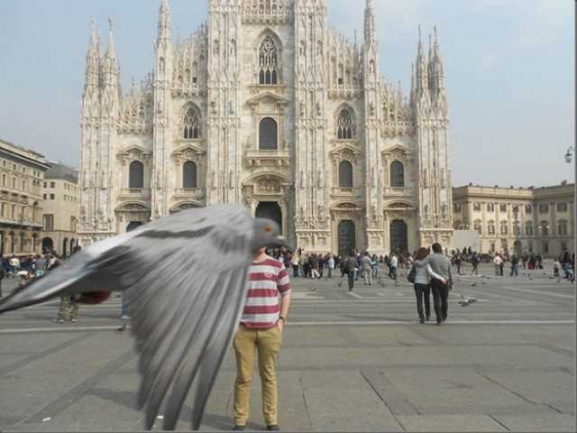 holub