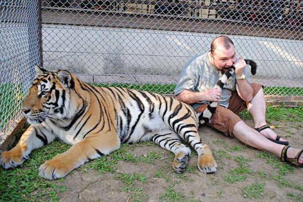 tiger