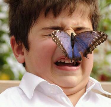 motyl na nose