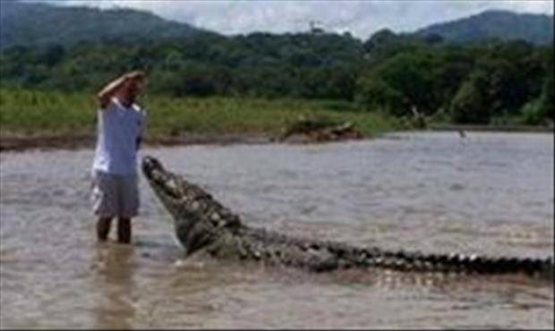 aligator
