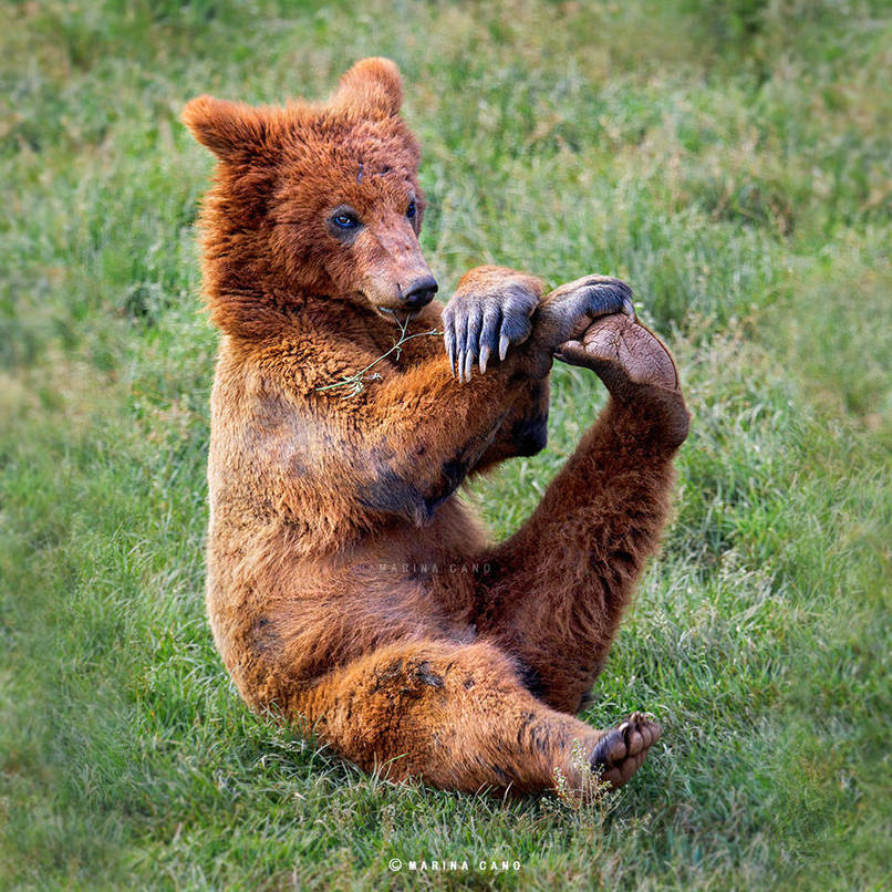 joga