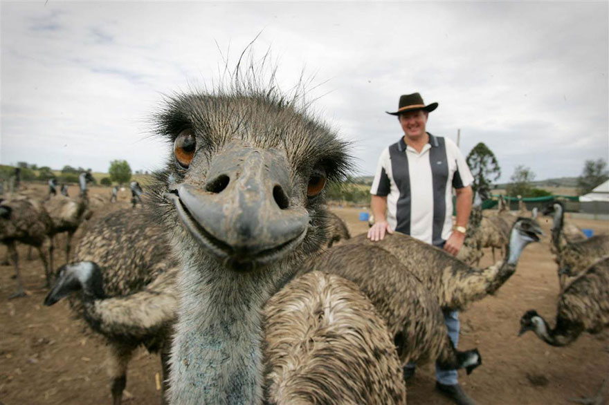 dalsie emu