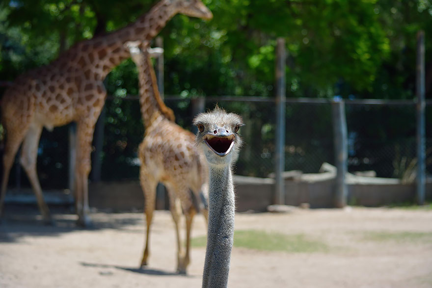emu