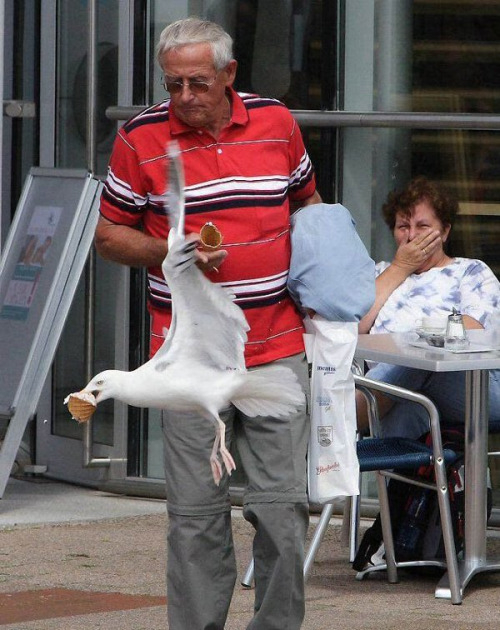 vtak zlodej