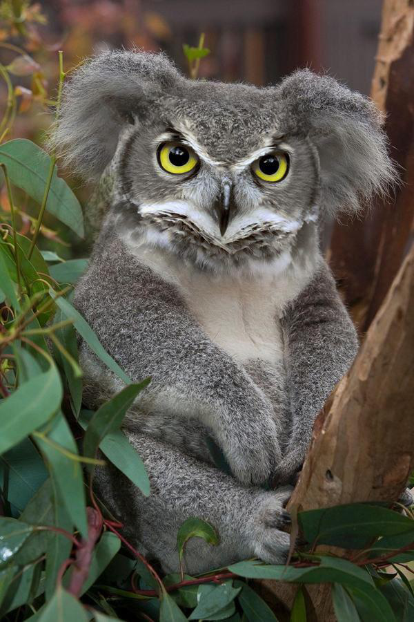 koala