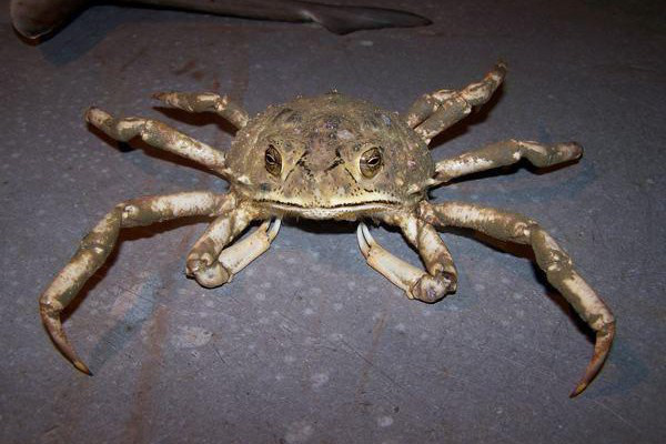 krab
