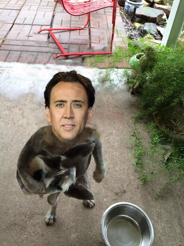 cage