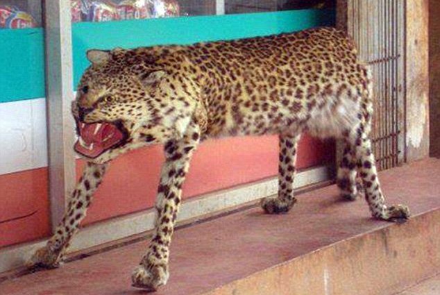 gepard