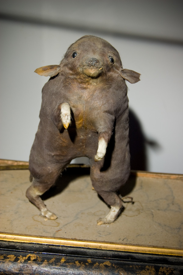 zviera
