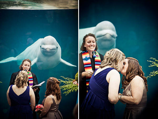 delfin