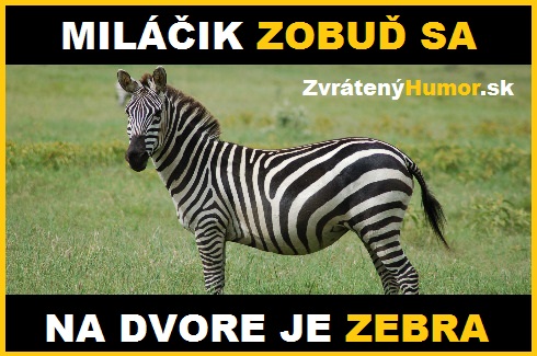 zebra