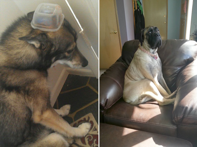 miska na hlave