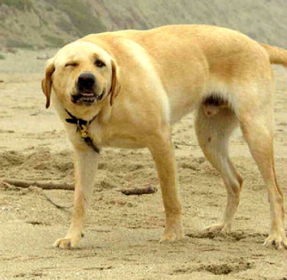 labrador