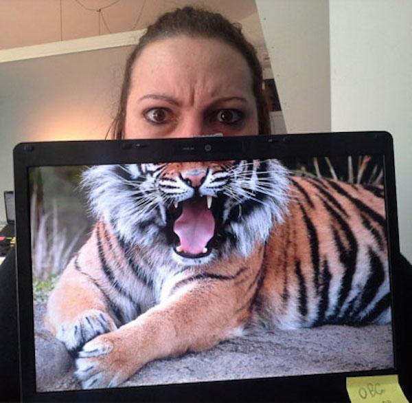 tiger