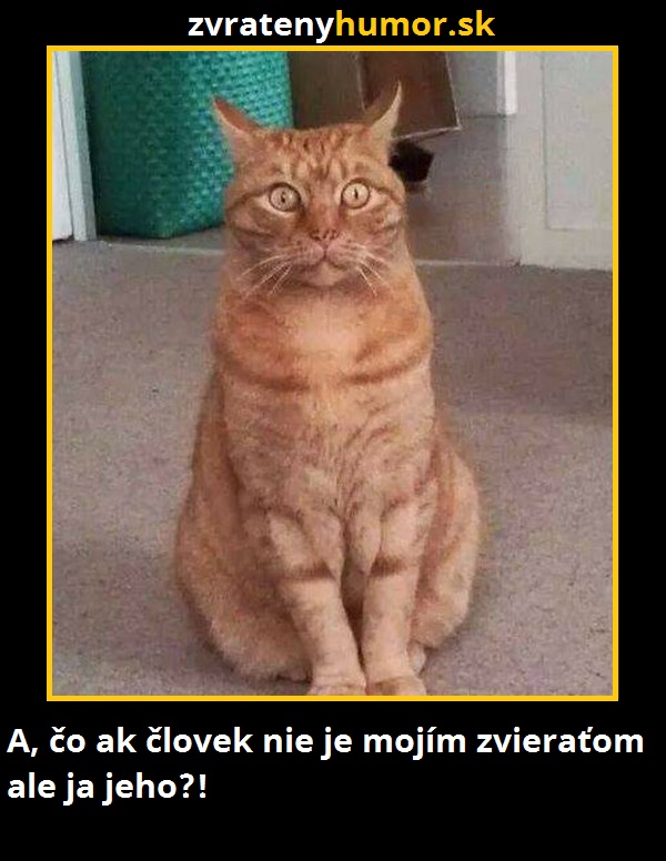 mačka