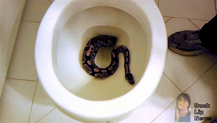 had