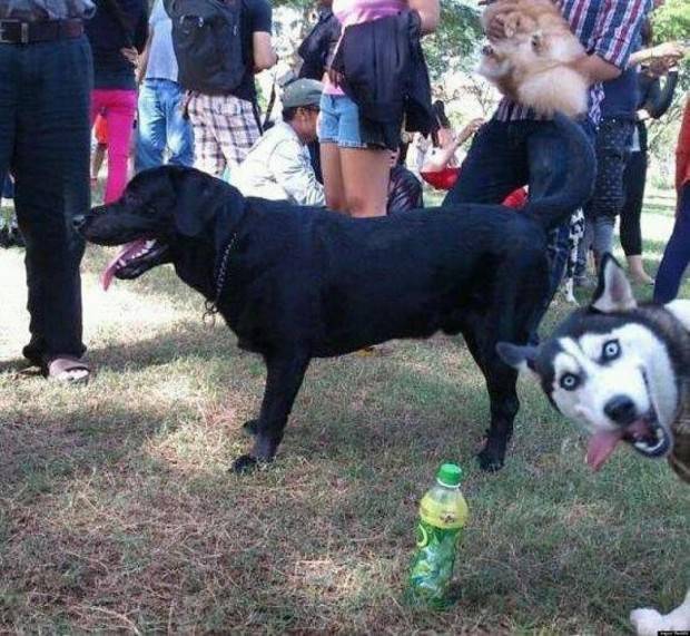 husky