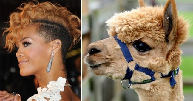 lama