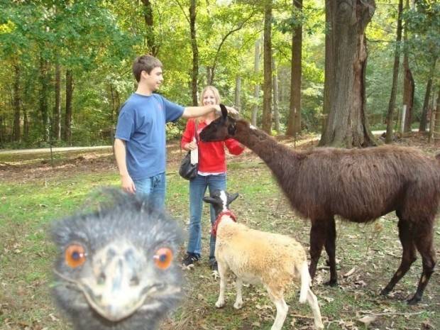 emu