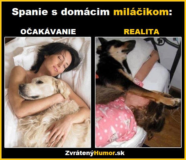 zvierata