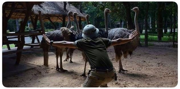 emu