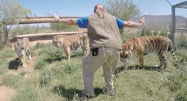 tigre