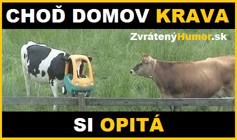 krava