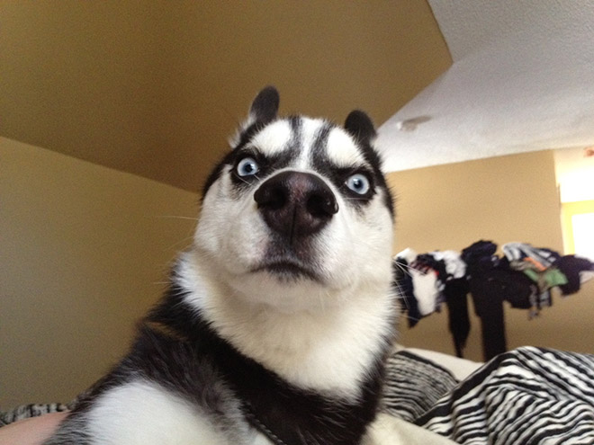husky