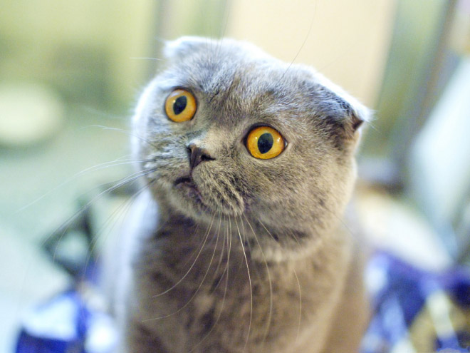smutok