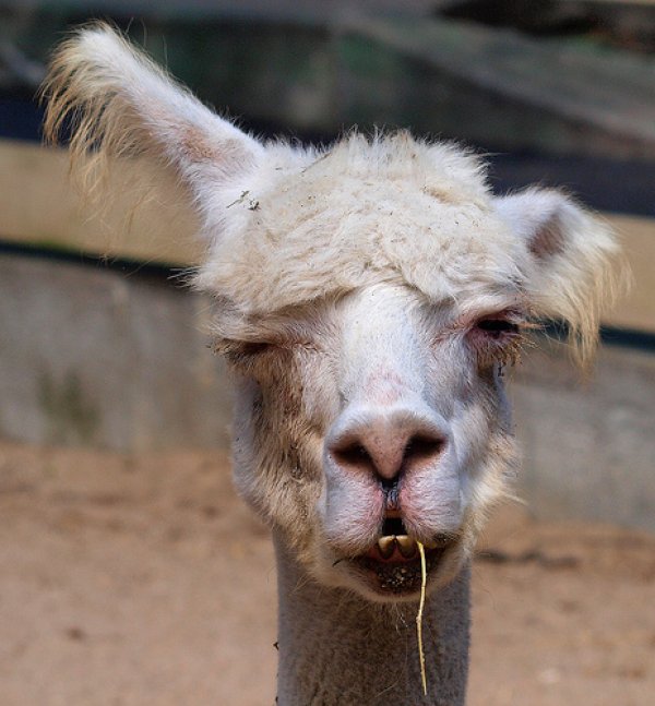 lama