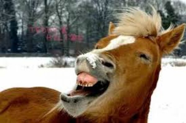 konik