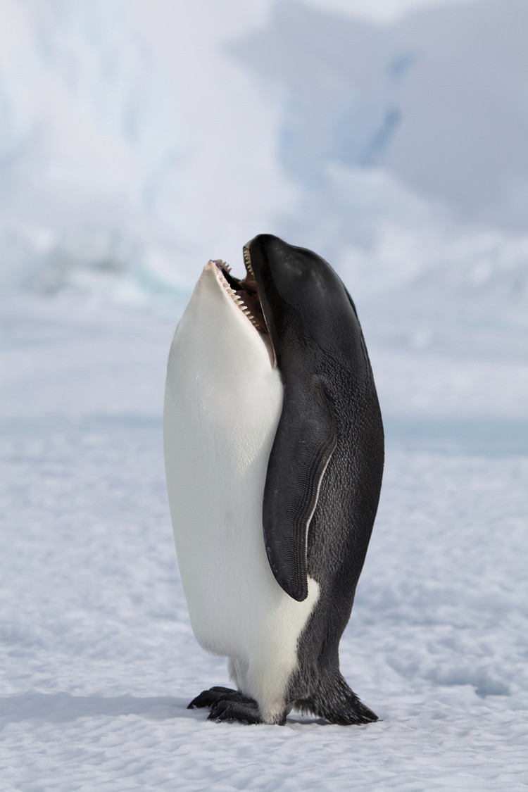 tucniak