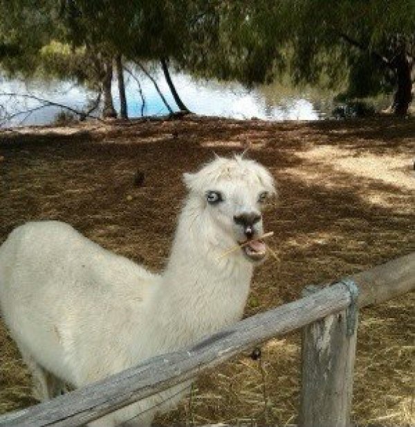 biela lama