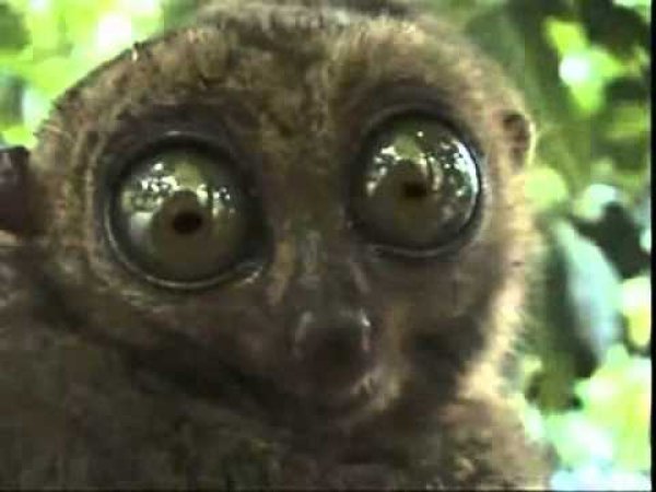 lemur