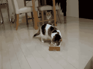 GIF 16