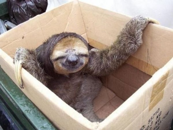 lenochod